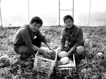 毕经纬(左)刘振华(右)今年晚秋试种的新品种“双色冰淇淋西瓜”。