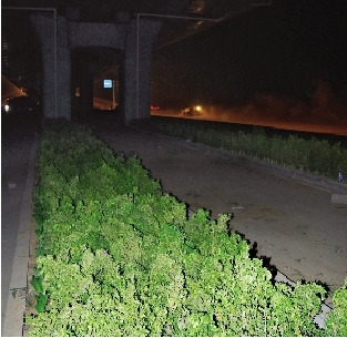 郑州立交桥下种树遭曝光后所种树不见踪影(图)