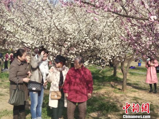 武汉东湖万梅齐放展春意中外游客踏园觅春(图)